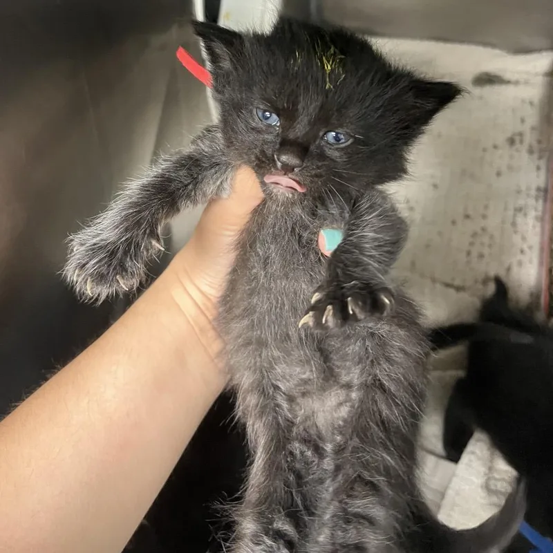 Cherry Tomato thumbnail 3