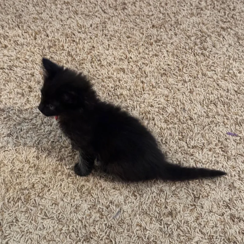 Cherry Tomato thumbnail 4