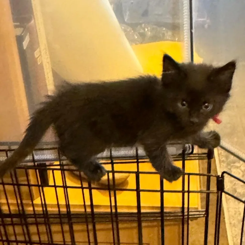 Cherry Tomato thumbnail 5