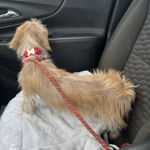 A young small-sized female Yellow / Tan / Blond / Fawn Wirehaired Dachshund dog named Sunny for adoption in Edmond, OK