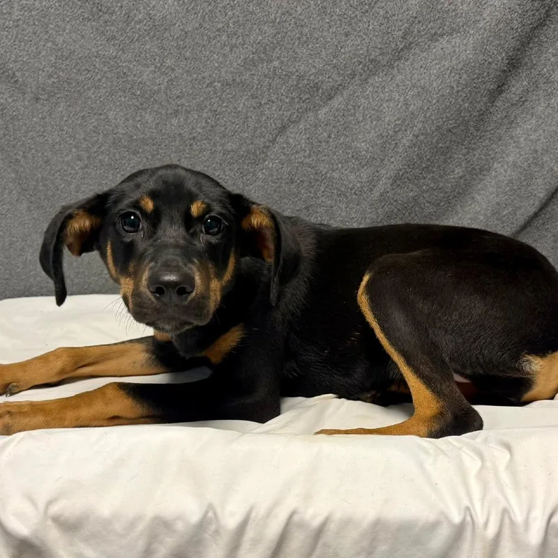 A baby small-sized female Mixed Breed dog named Hallie for adoption in Bennettsville, SC