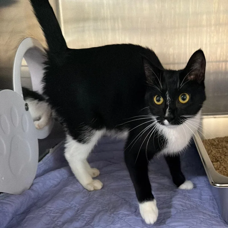 An adult medium-sized female Black Domestic Short Hair cat named Reba for adoption in Wadena, MN