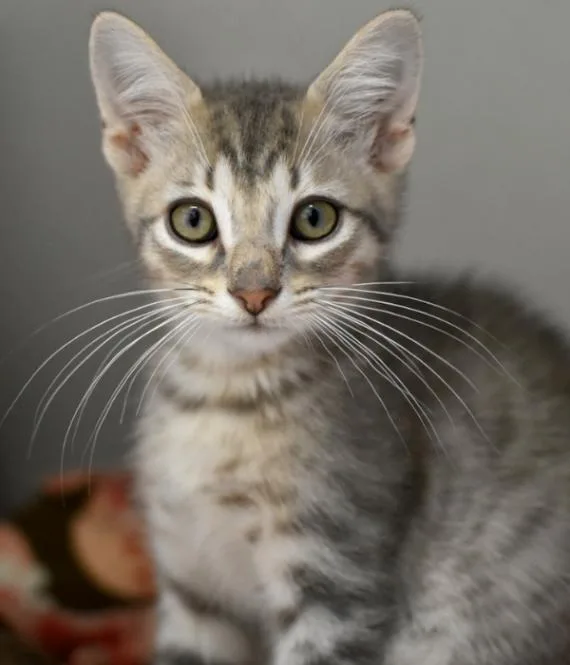 A young medium-sized male Tabby (Gray / Blue / Silver) Domestic Short Hair cat named Gus Gus for adoption in Marietta, GA