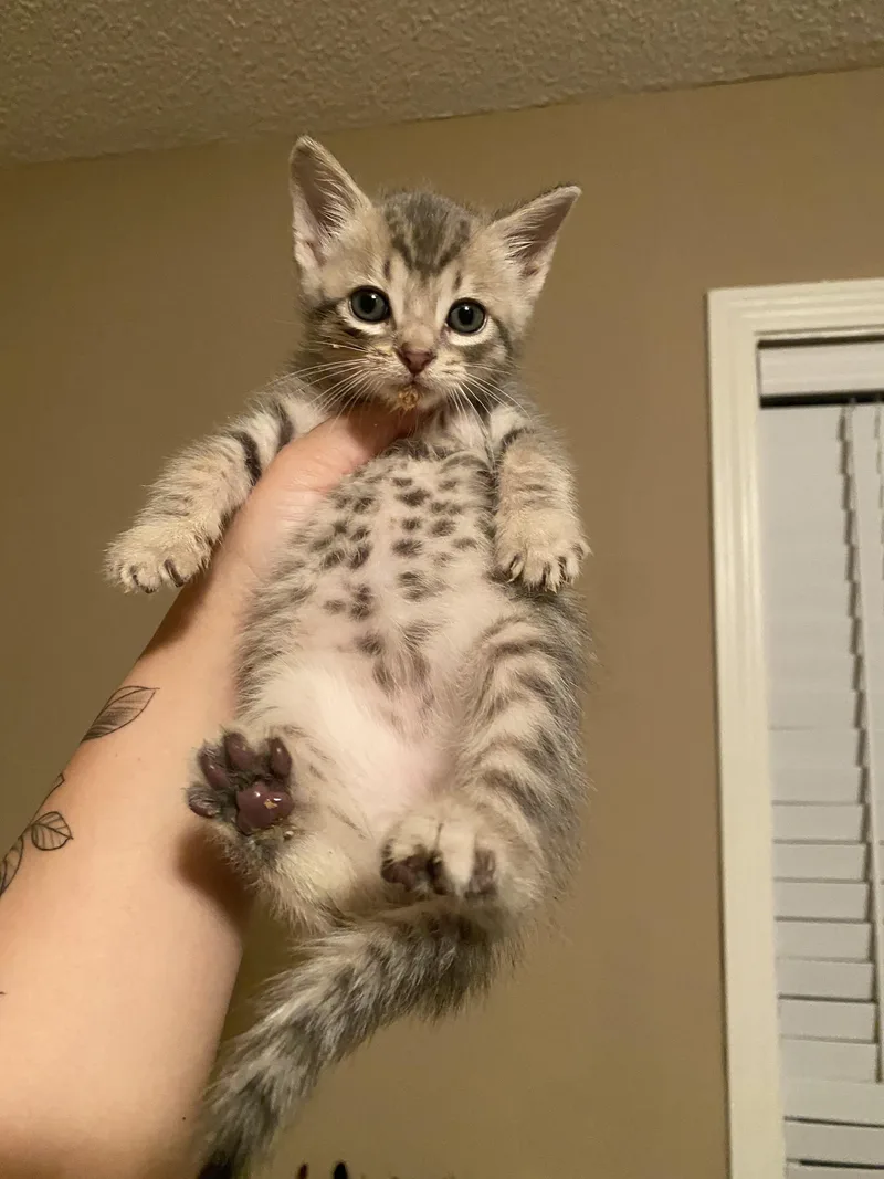 Gus Gus thumbnail 3