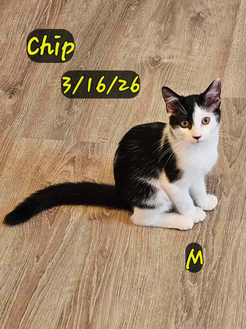A young medium-sized male Domestic Short Hair cat named Chip for adoption in Gouverneur, NY