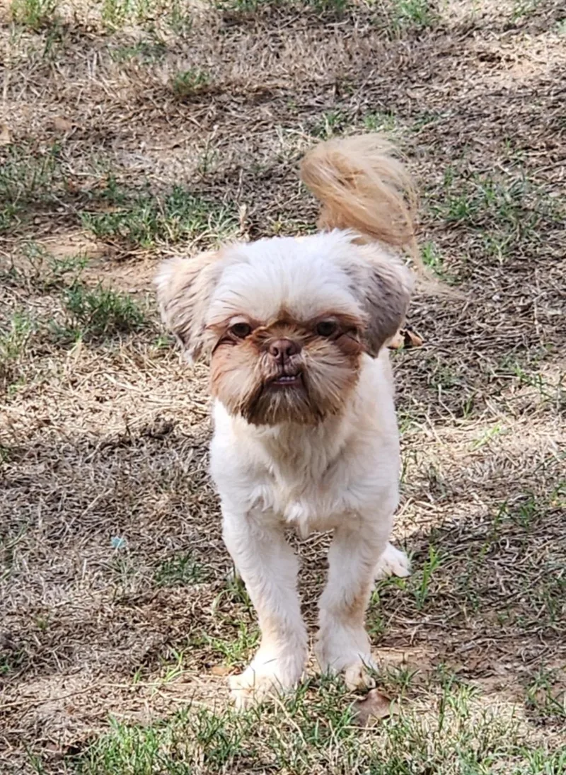 A young small-sized female Shih Tzu dog named Delilah for adoption in Houston, TX