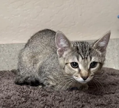 A young small-sized female Domestic Short Hair cat named Opal for adoption in Phoenix, AZ