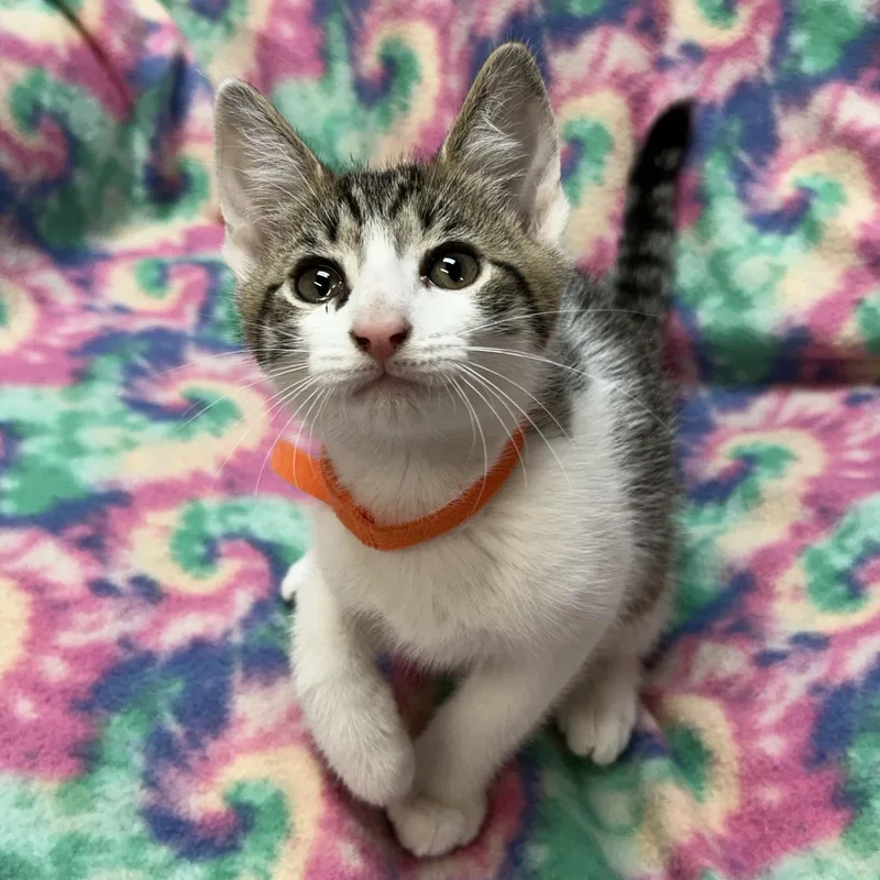 A baby medium-sized male Tabby (Brown / Chocolate) Domestic Short Hair cat named Cobalt for adoption in White Oak, PA