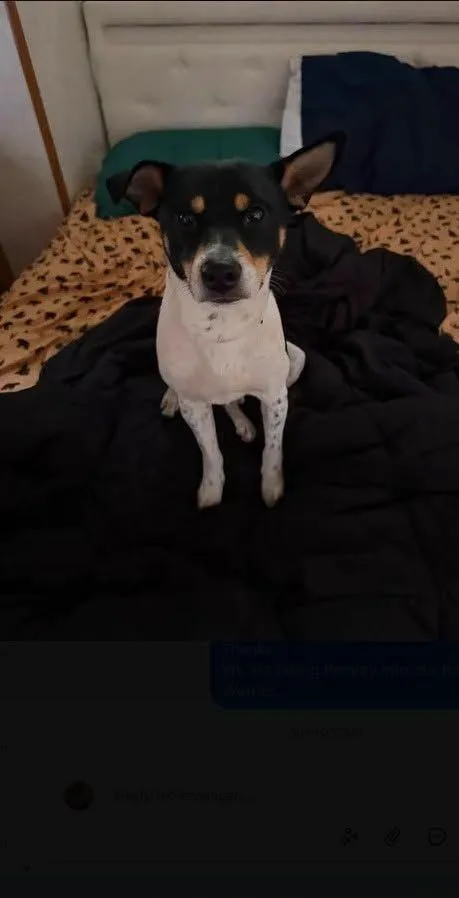 A young small-sized male Tricolor (Brown, Black, & White) Shiba Inu dog named Remmy for adoption in Toms River, NJ