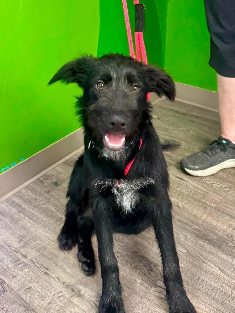 Sirius Black