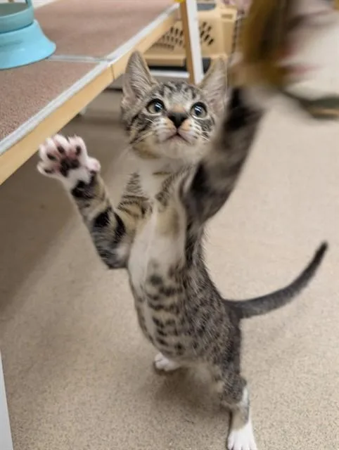 A baby small-sized male Domestic Short Hair cat named Nutmeg for adoption in Sacramento, CA