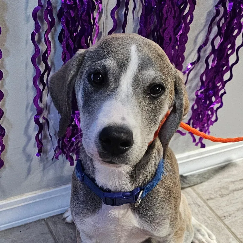 A baby small-sized male Gray / Blue / Silver Mixed Breed dog named Monte for adoption in Grinnell, IA
