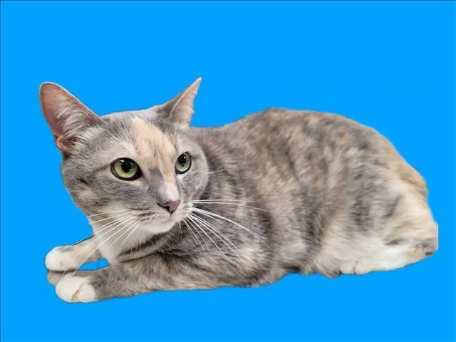 An adult large-sized female American Shorthair cat named Lulu for adoption in Los Angeles, CA