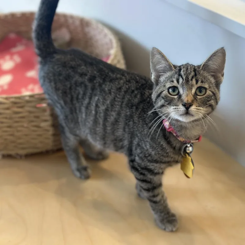 A baby small-sized female Brown / Chocolate Domestic Short Hair cat named WV Gold for adoption in Port Washington, NY