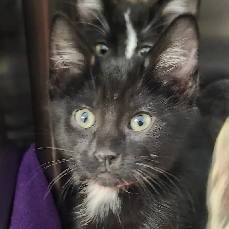 A baby small-sized male Black Domestic Short Hair cat named Bolt for adoption in Columbia Station, OH