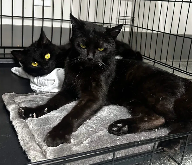 A baby medium-sized female Black Domestic Short Hair cat named Donna for adoption in Pittsburgh, PA