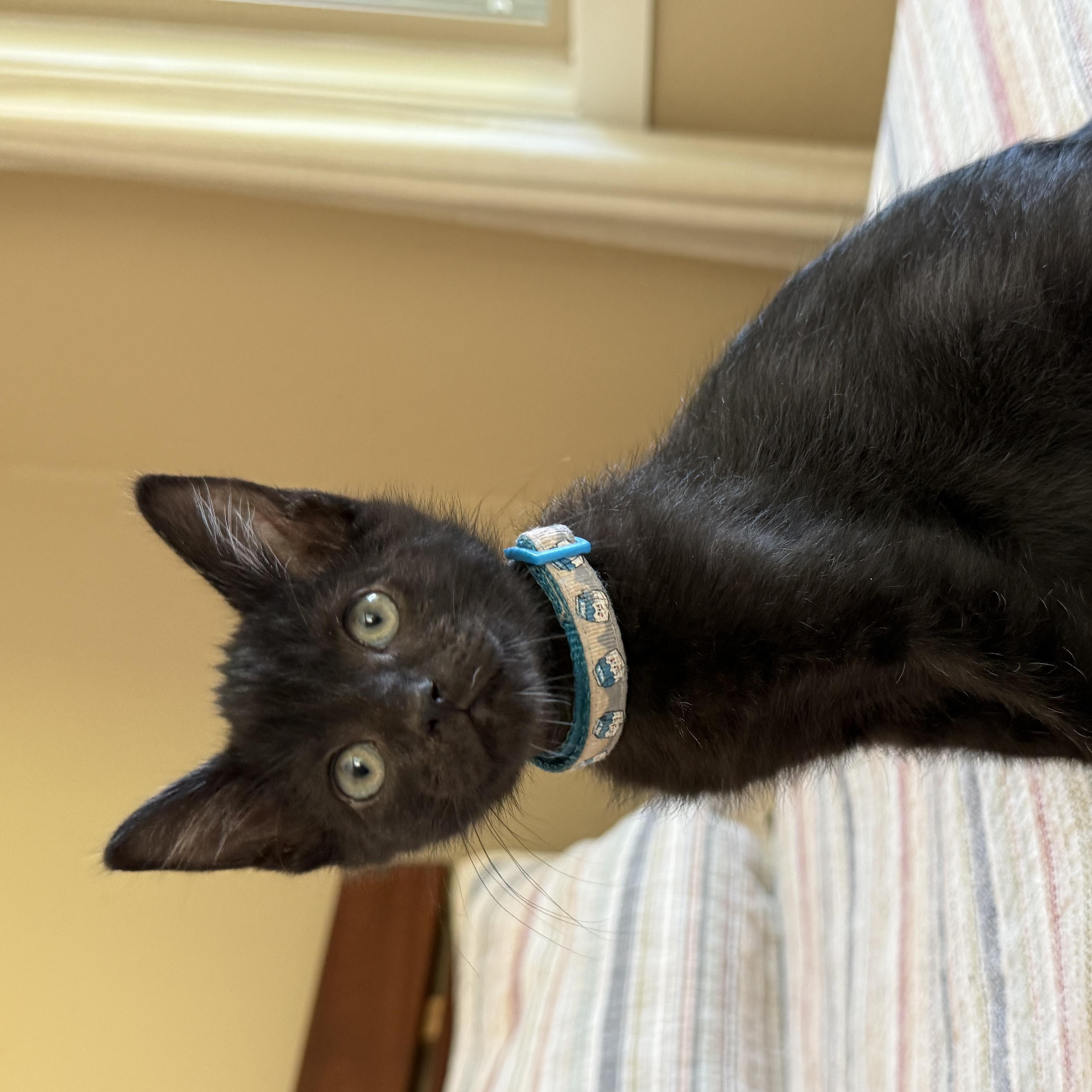 A baby medium-sized male Black Domestic Short Hair cat named Eddy for adoption in Springfield, OR