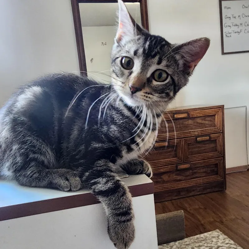 A baby small-sized female Black Domestic Short Hair cat named Ciara for adoption in Wichita, KS
