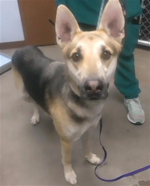 A young large-sized male German Shepherd Dog dog named Obi Wan for adoption in Phoenix, AZ