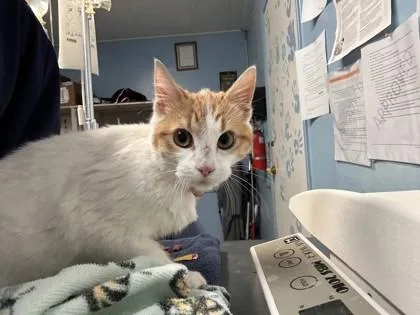 A young small-sized male Domestic Short Hair cat named Elmo for adoption in Roseville, CA