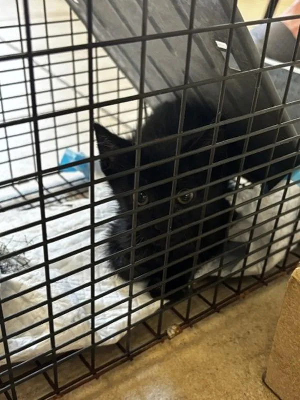 A baby small-sized female Domestic Short Hair cat named Toothless for adoption in Virginia Beach, VA