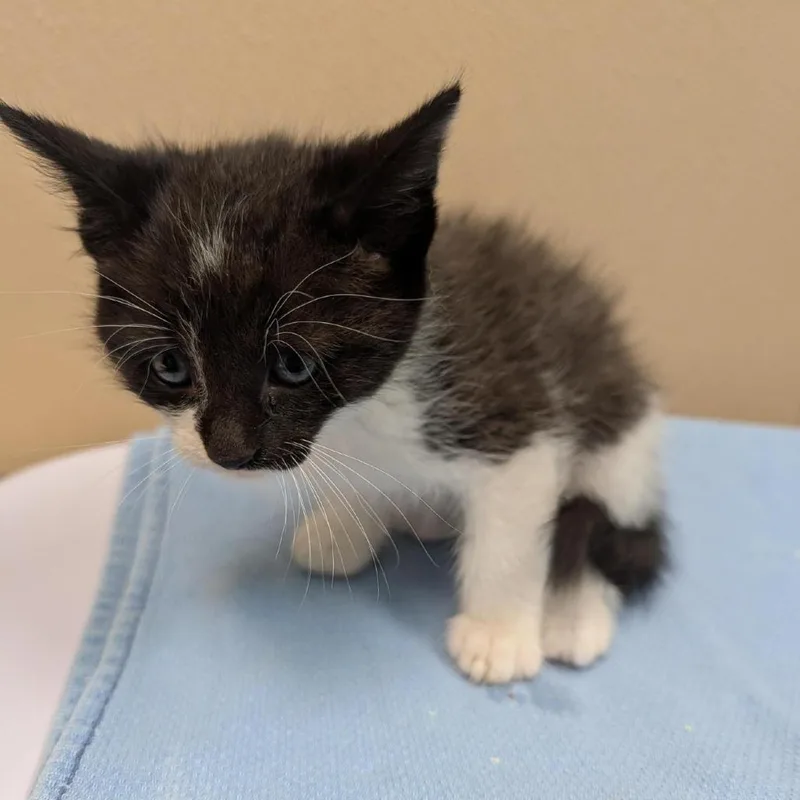 A baby small-sized male Black Domestic Short Hair cat named Maurice for adoption in Tacoma, WA