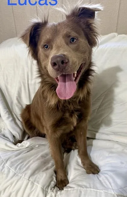An adult large-sized male Australian Shepherd dog named Lucas for adoption in Madison, NJ