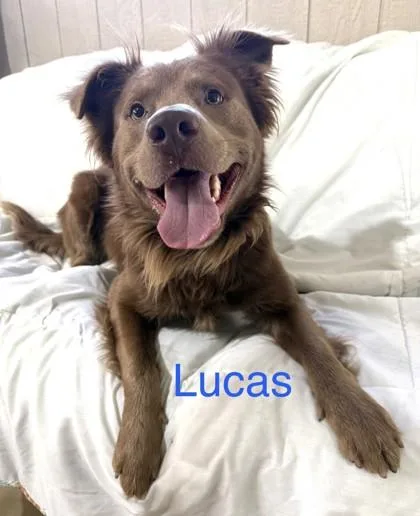 Lucas thumbnail 2