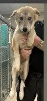 A baby medium-sized female Husky dog named Melody for adoption in Holbrook, NY