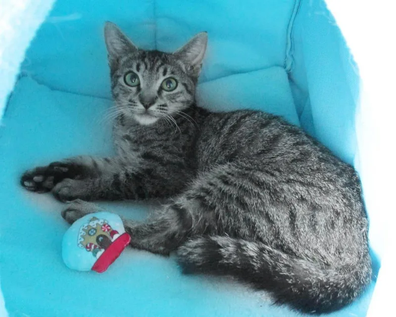 Theodore Chipmunk thumbnail 2