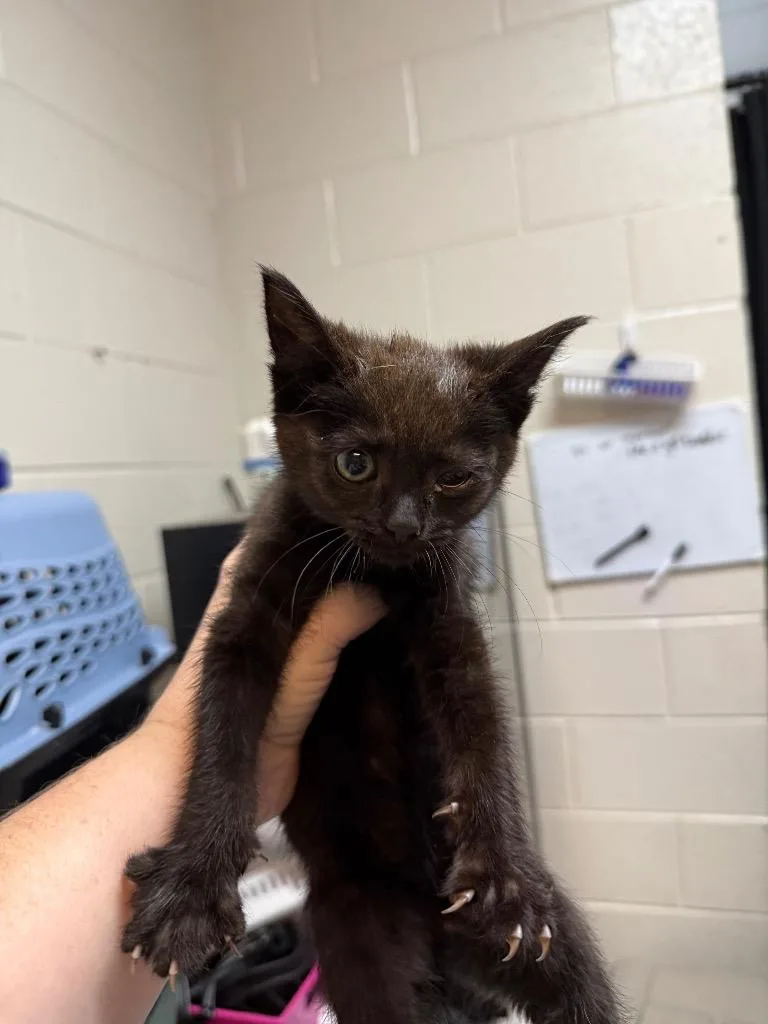 A young small-sized female Domestic Short Hair cat named Mommys Headache for adoption in Rome, GA