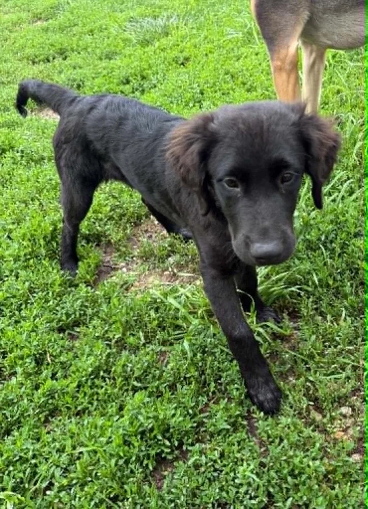 A baby large-sized male Black Golden Retriever dog named Colt for adoption in Peoria, IL