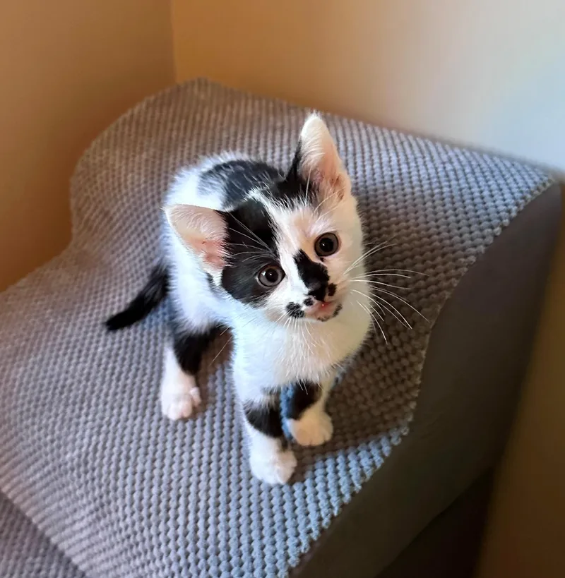 A baby medium-sized male Black & White / Tuxedo Domestic Short Hair cat named Mateo for adoption in Clayton, NJ