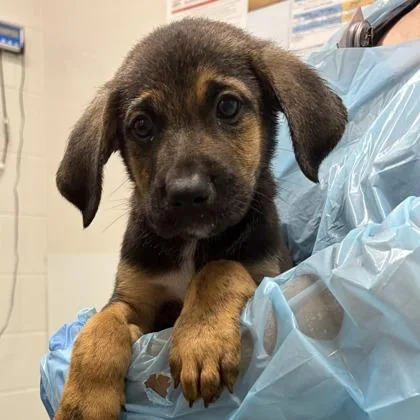 A young large-sized male Shepherd dog named Football for adoption in Kansas City, MO