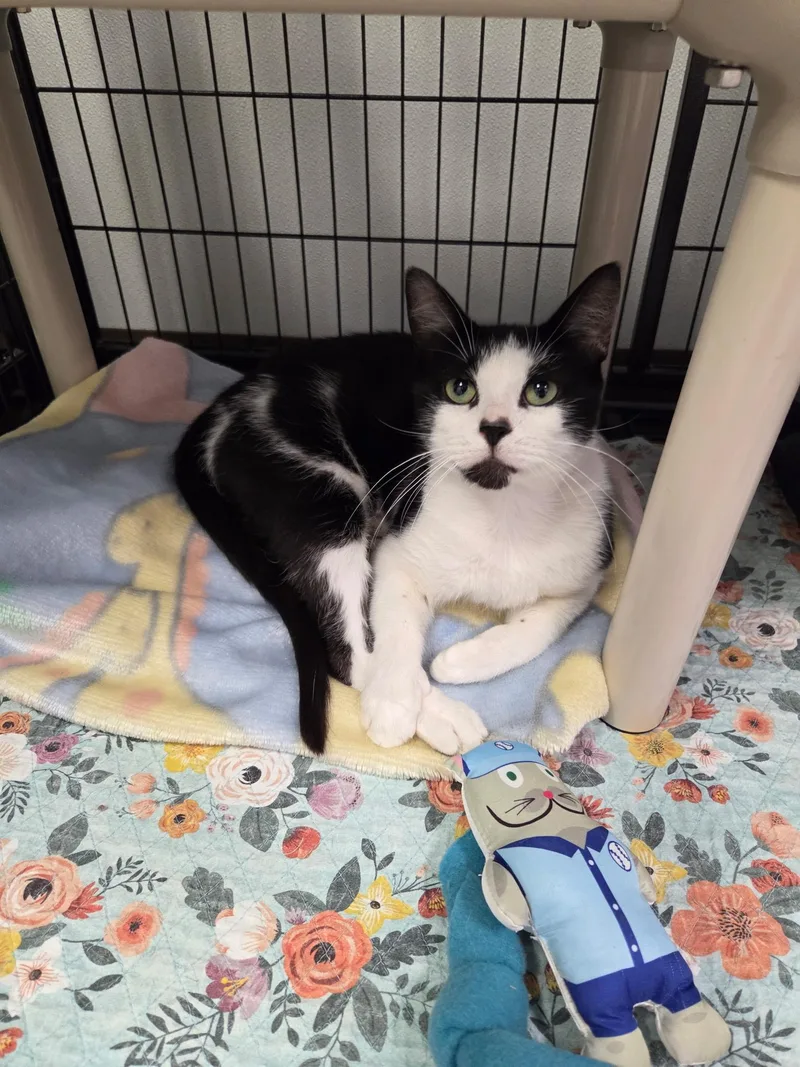 An adult medium-sized female White Domestic Short Hair cat named Valentina for adoption in Grosse Ile, MI