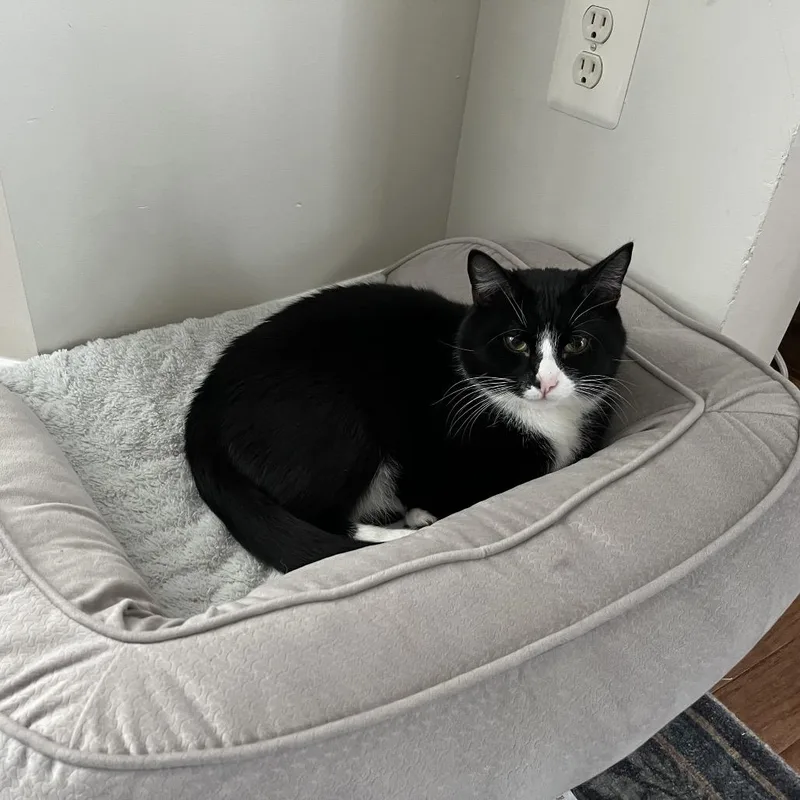 Bacon Rack thumbnail 4