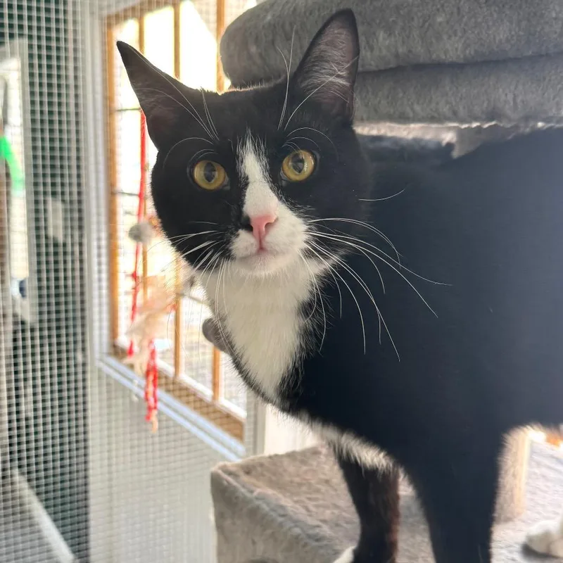 Bacon Rack thumbnail 6