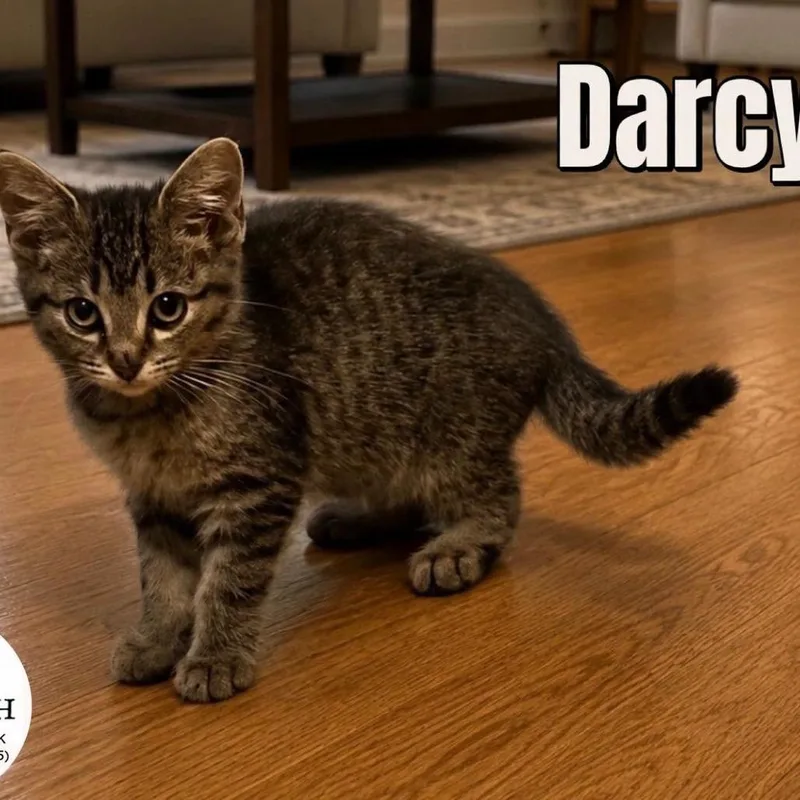 A baby small-sized female Brown / Chocolate Domestic Short Hair cat named Darcy for adoption in Washington, PA