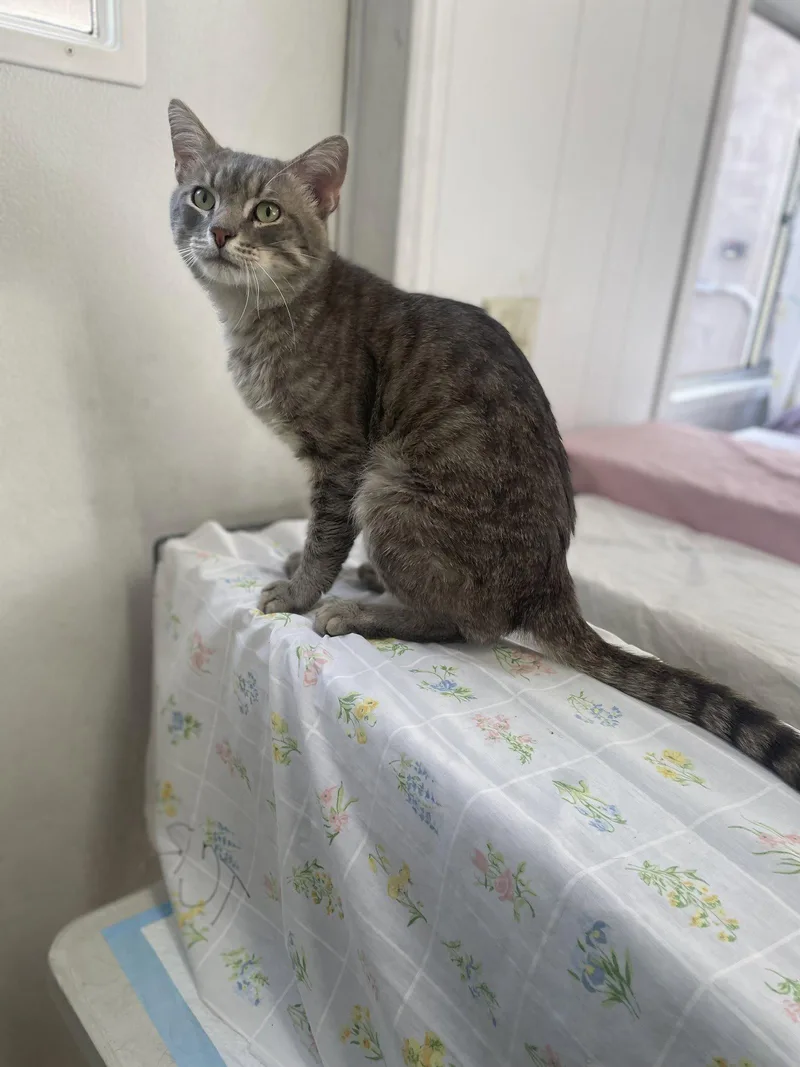An adult large-sized male Domestic Short Hair cat named Dan for adoption in Trenton, NJ