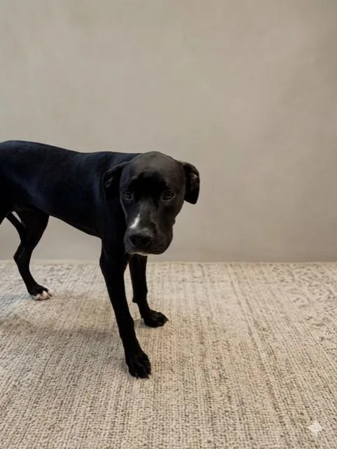 A young large-sized female Staffordshire Bull Terrier dog named Malta for adoption in Miami, FL