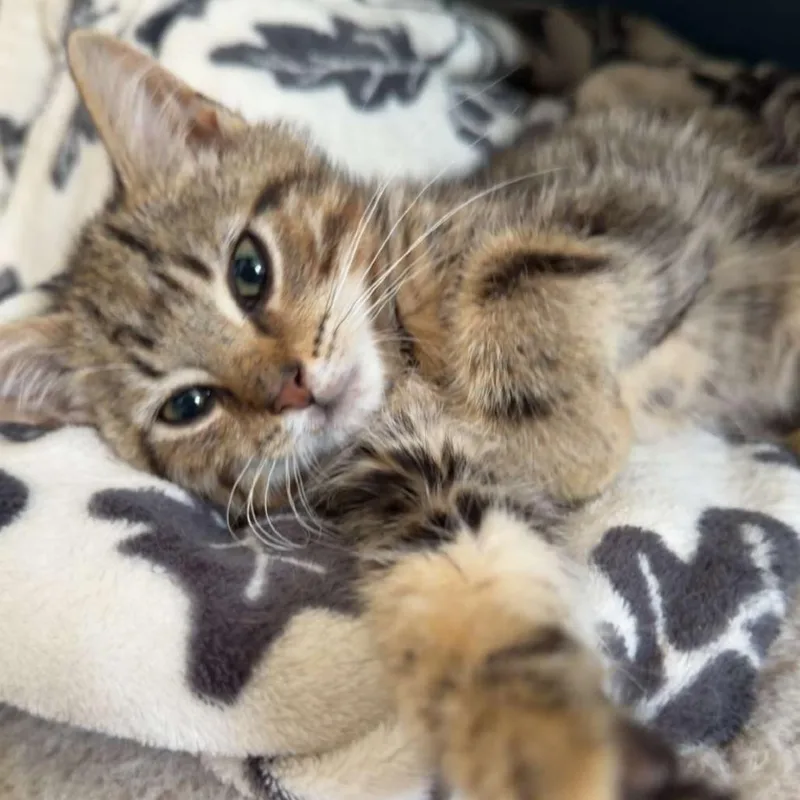 A baby small-sized male Brown / Chocolate Domestic Short Hair cat named Shrek for adoption in Bel Air, MD