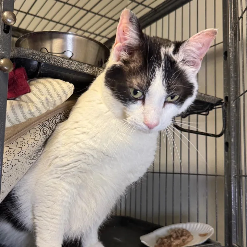 A senior medium-sized male Domestic Short Hair cat named Oscar for adoption in Saginaw, MI