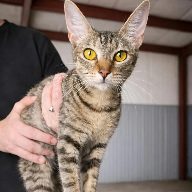 A young small-sized female Buff / Tan / Fawn Domestic Short Hair cat named Opurrah Winfrey for adoption in Wichita, KS
