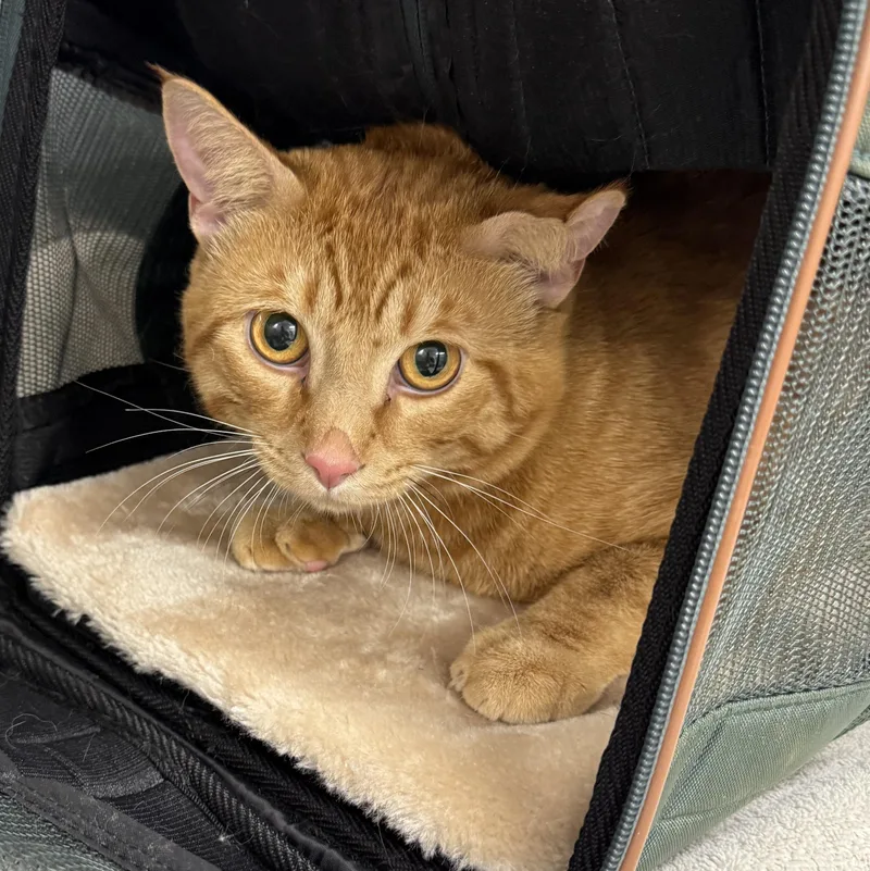 A young medium-sized male Orange / Red Domestic Short Hair cat named Oscar Wilde for adoption in Waltham, MA