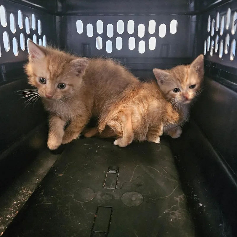 A baby small-sized male Domestic Medium Hair cat named Anthony Bourdain for adoption in Greensboro, NC