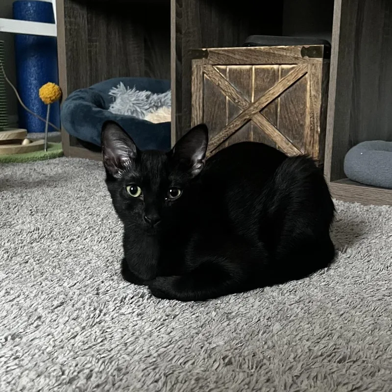 A baby small-sized female Black Domestic Short Hair cat named Blaze for adoption in Houston, TX