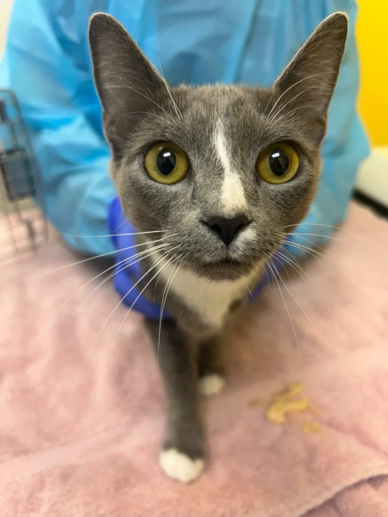 A young small-sized female Domestic Short Hair cat named Cinnamon for adoption in Raleigh, NC