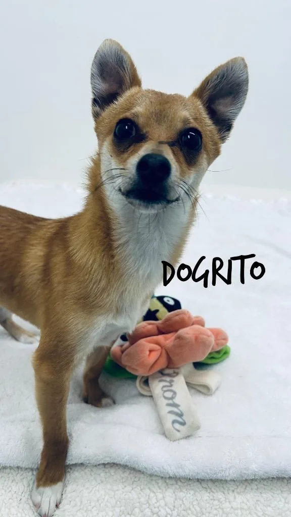 Dogrito