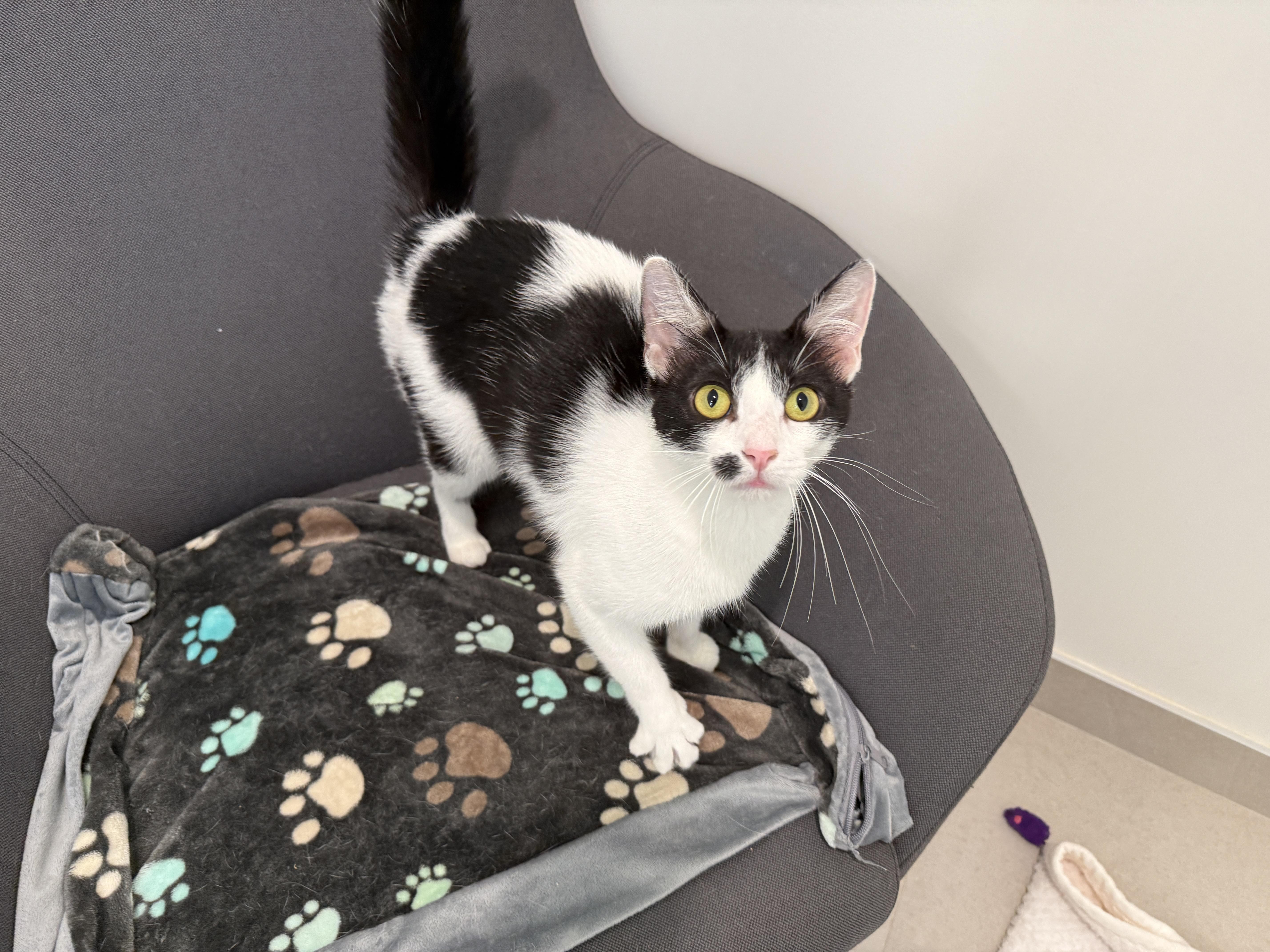A young medium-sized female Domestic Short Hair cat named Panda for adoption in Evanston, IL