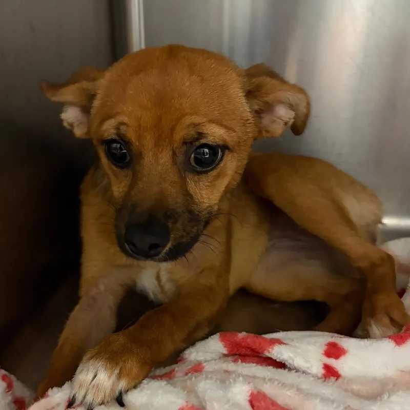 A young small-sized female Brown / Chocolate Mixed Breed dog named Lady for adoption in Lake Jackson, TX